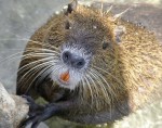 nutria