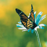 images[6]